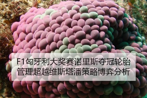 xiong-ya-li-da-jiang-sai-nuo-li-si-duo-guan-lun-tai-guan-li-chao-yue-wei-si-ta-pan-ce-lve-bo-yi-fen-xi-2-497.jpg